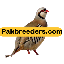 Pak Breeders