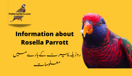 rosella parrot