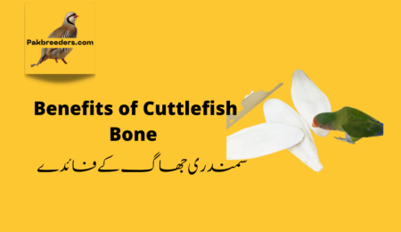 cuttlefish bone