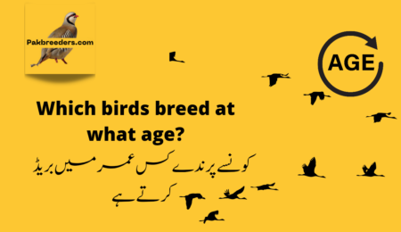 Bird breeding age