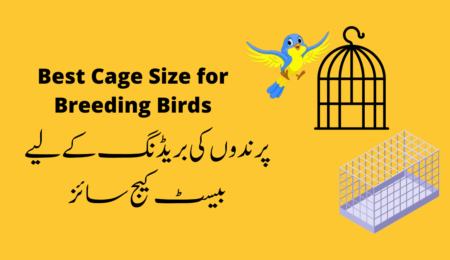 Best Cage Size for Breeding Birds