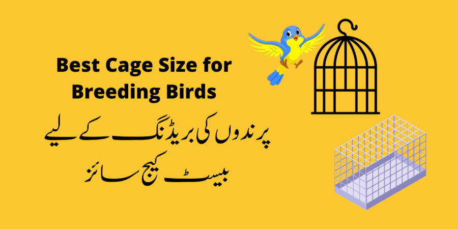 Best Cage Size for Breeding Birds