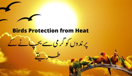Birds Protection from Heat