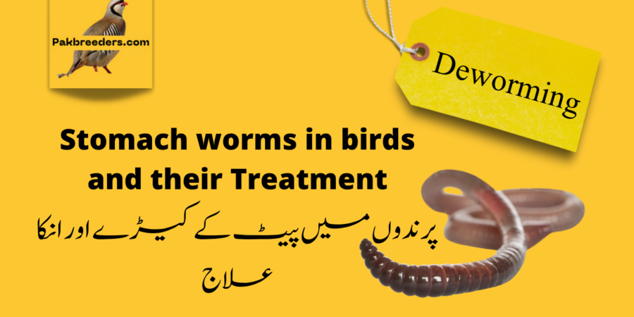 Bird deworming