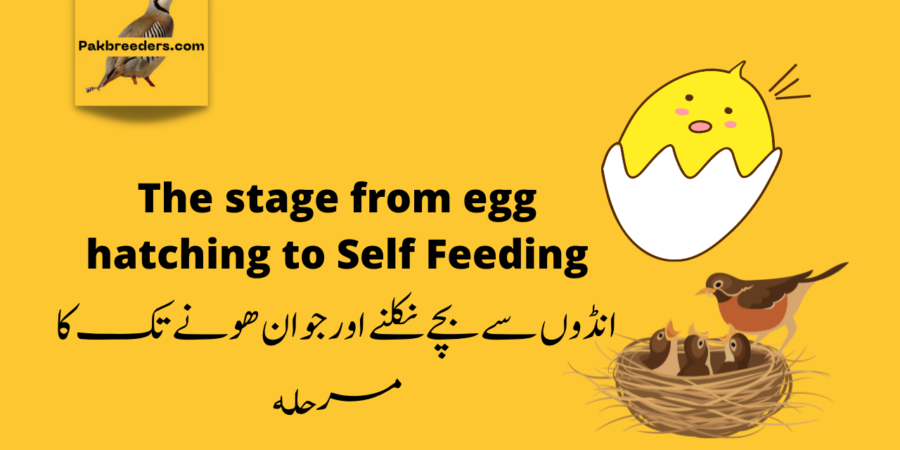 The stage from egg hatching to Self Feeding