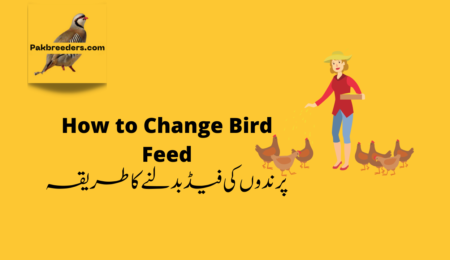 How to Change Bird Feed