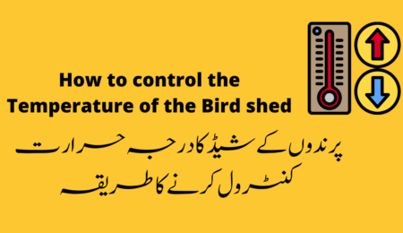 How to control the temperature of the bird shed