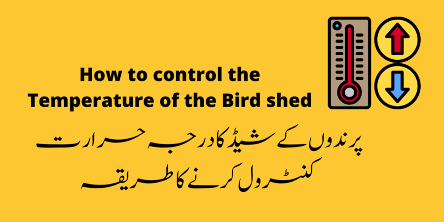 How to control the temperature of the bird shed