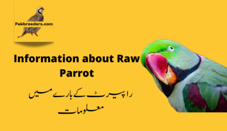 Information about Raw Parrot