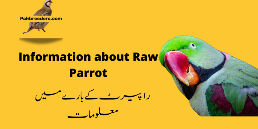 Information about Raw Parrot