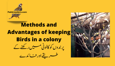 Methods and Advantages of keeping Birds colony ::: پرندوں کو کالونی میں رکھنے کے طریقے اور فائدے :