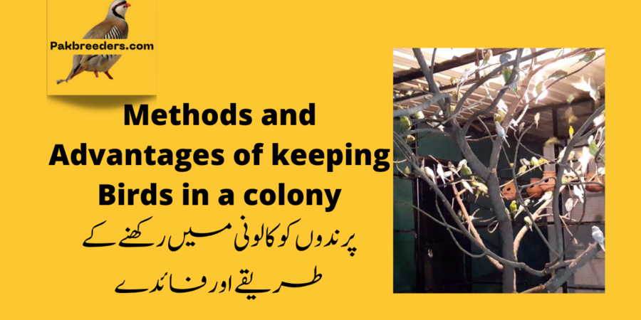 Methods and Advantages of keeping Birds colony ::: پرندوں کو کالونی میں رکھنے کے طریقے اور فائدے :