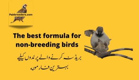 Best Breeding formula for Non breeding birds