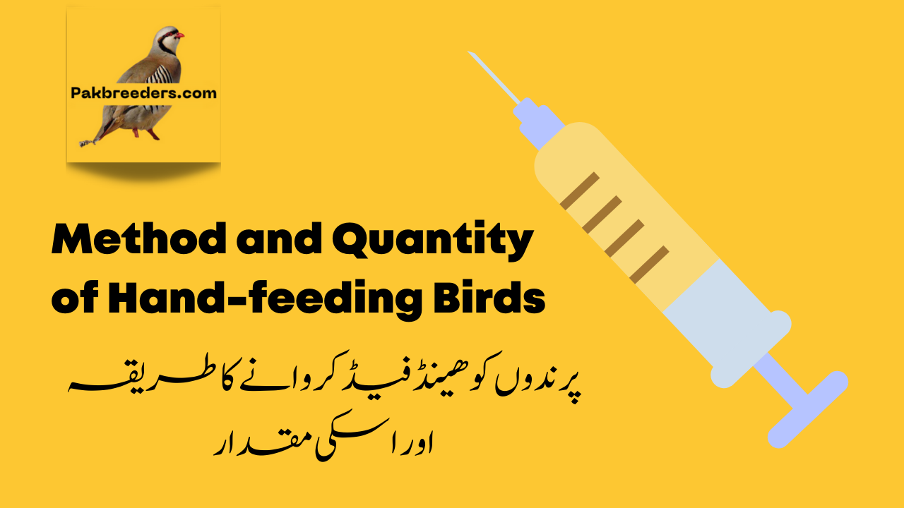 hand-feeding-pak-breeders