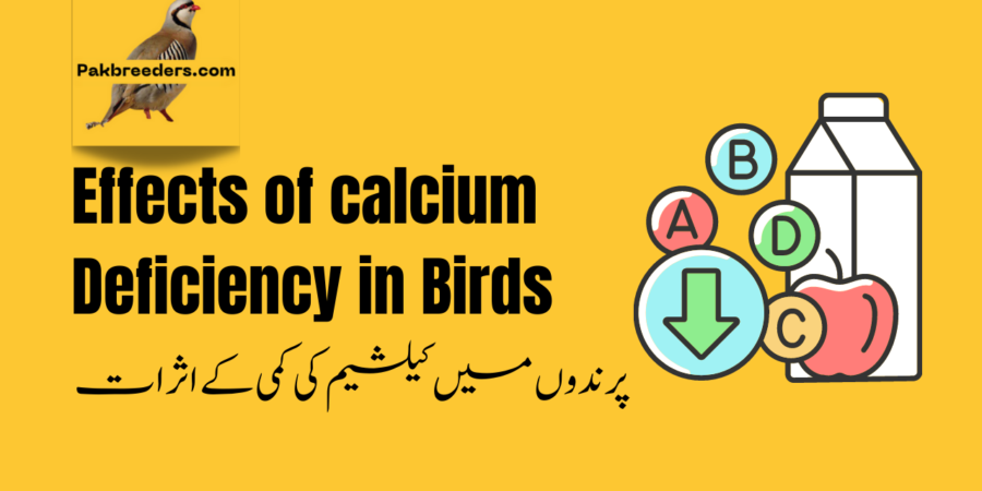 calcium deficiency in birds