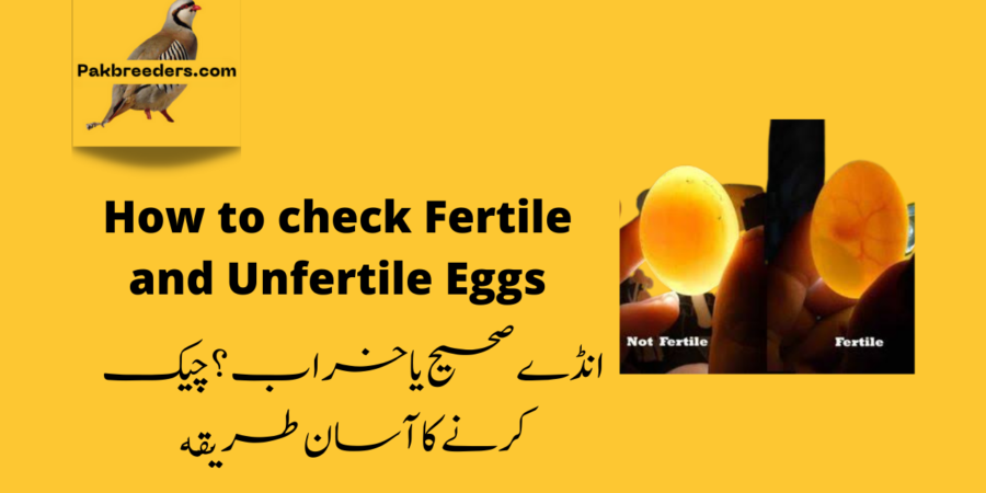 How to check egg fertility