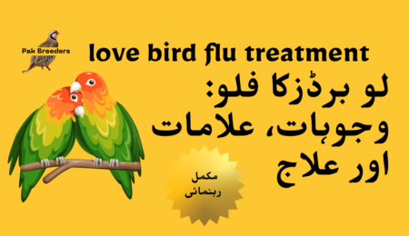 love bird flu treatment