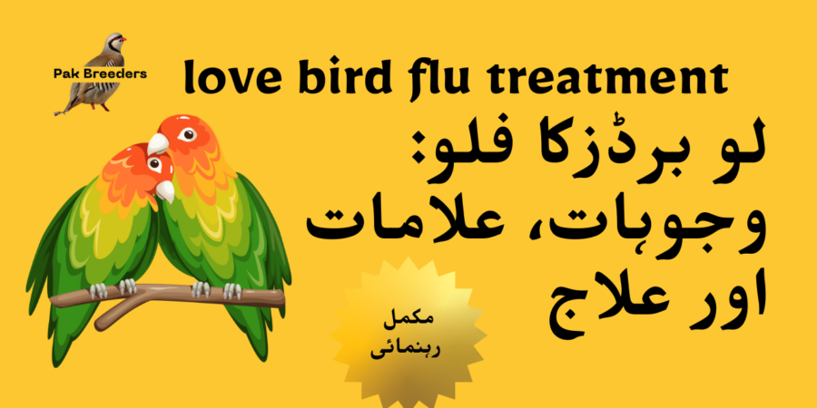 love bird flu treatment