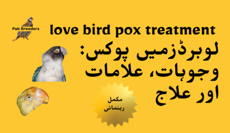 love bird pox treatment