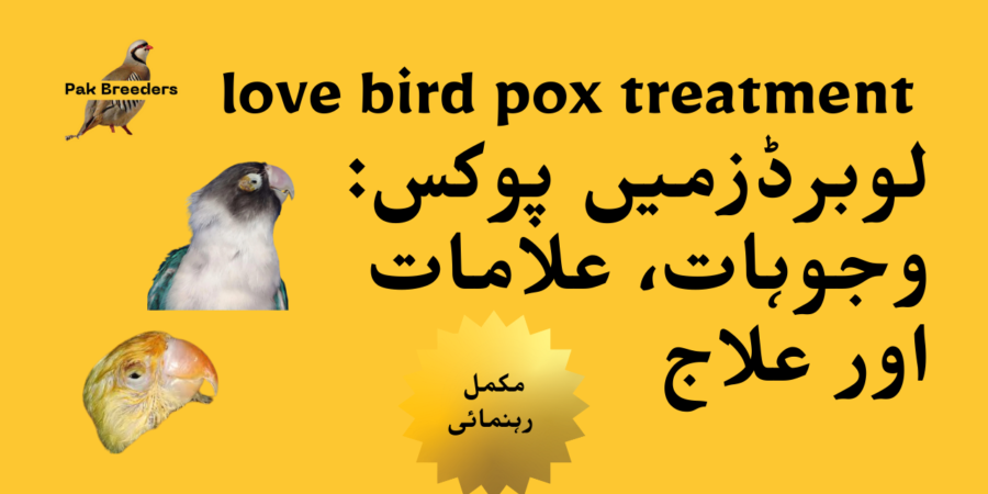 love bird pox treatment