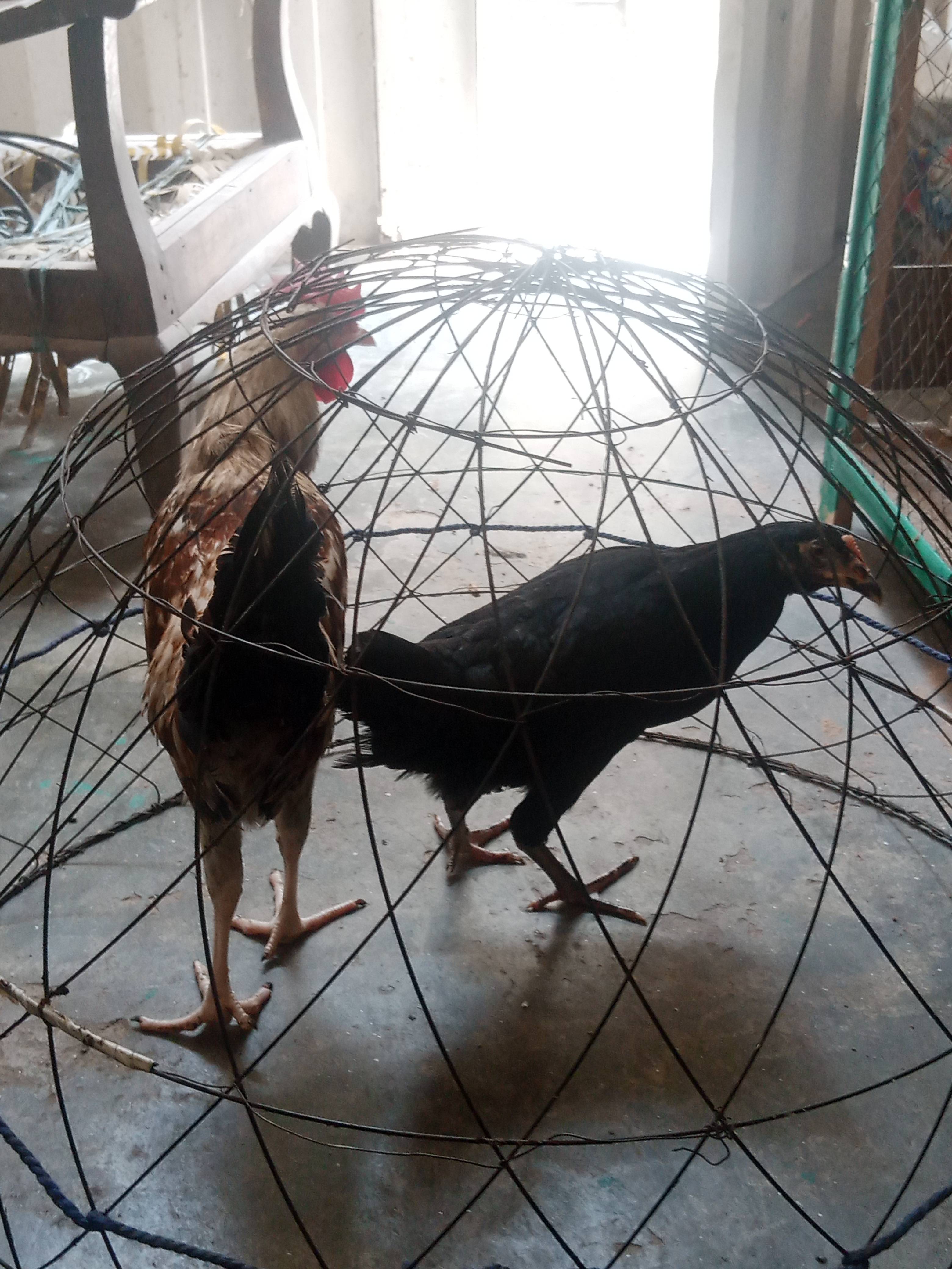 Forum - PakBreeders