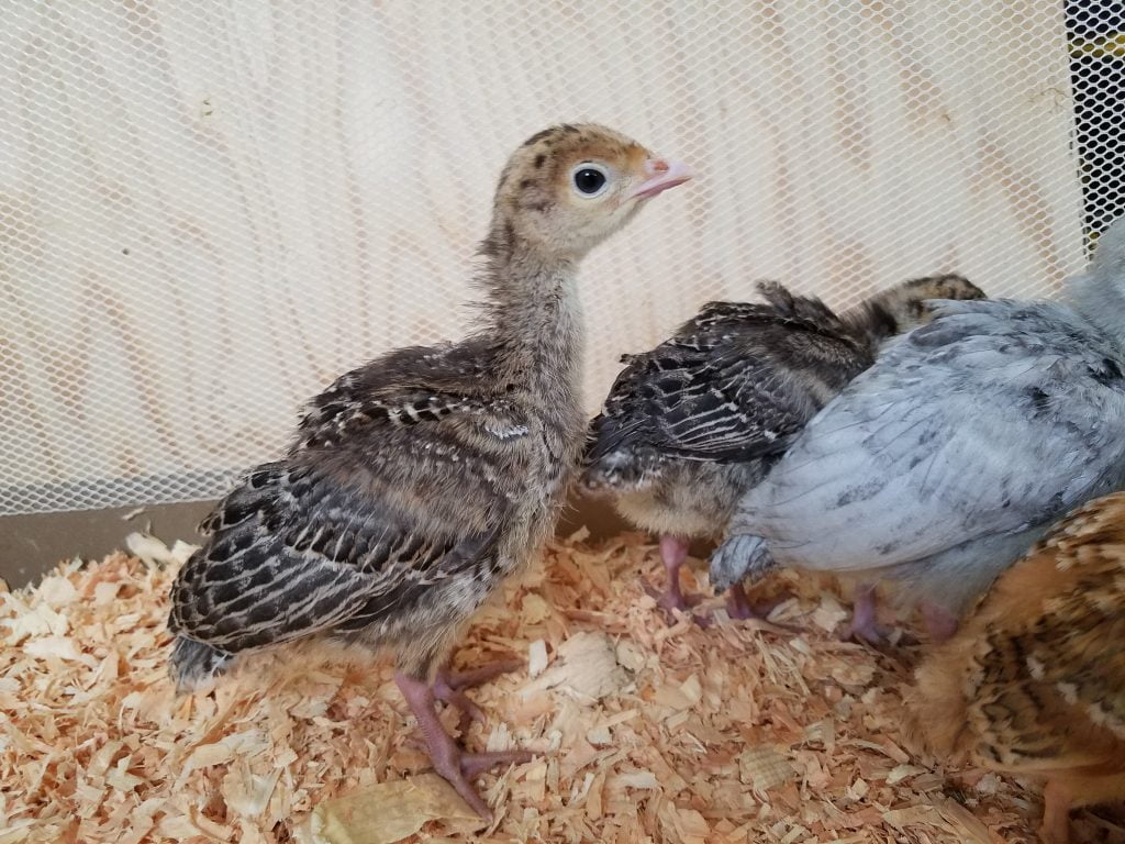 Turkey Chicks