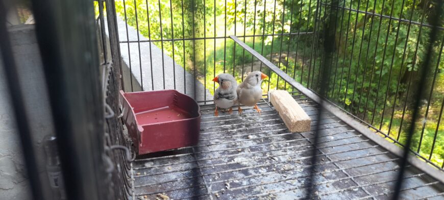 Zebra finch