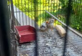 Zebra finch