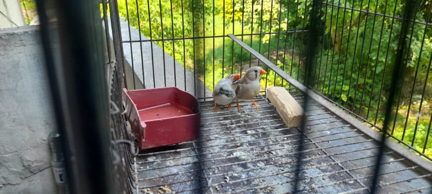 Zebra finch