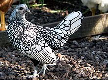 220px-Silver_Sebright_hen