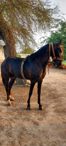 Beautiful Horse for sale