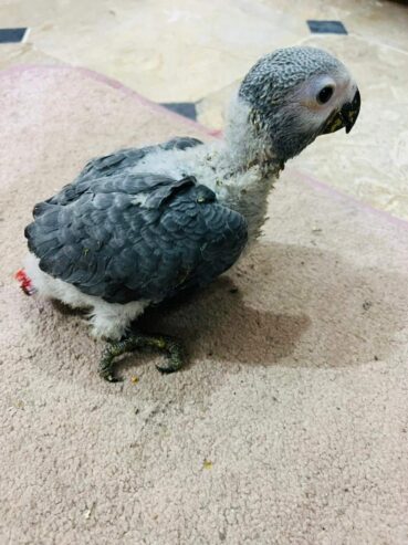 parrot chicks for sale