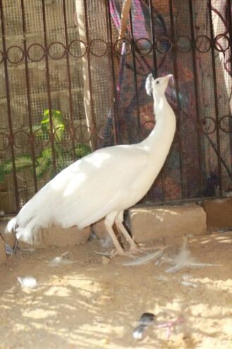 white peacock male for sale in rahim yar khan