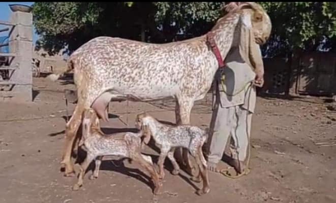 makhi cheeni goat for sale