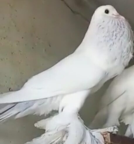 white pouter pigeons for sale