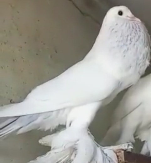white pouter for sale