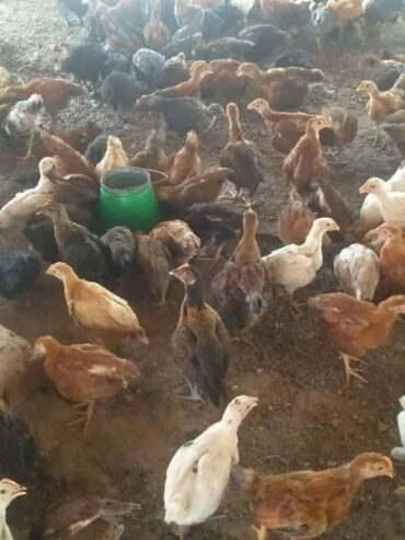 golden misri hens foe sale in bahawal pur