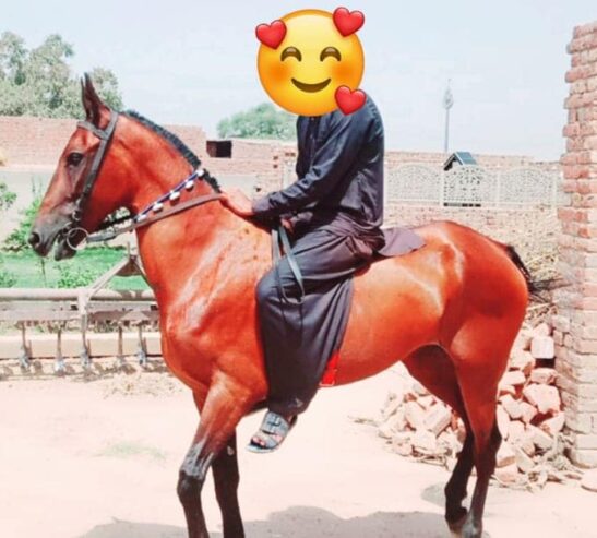 horse for sale in lahore