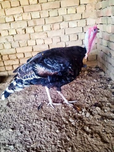 turkey breeder male