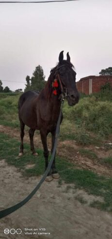 pregnent horse for sale in lahore