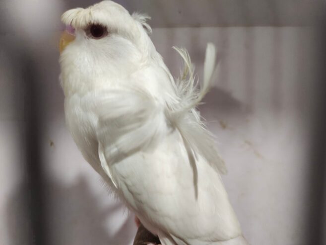 albino red eyes double flower males