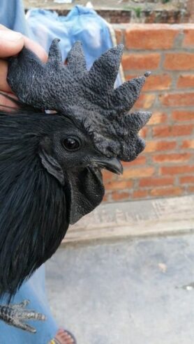 Ayam Cemani