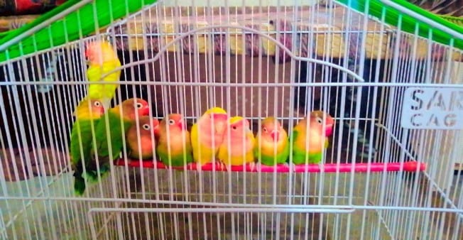 love bird for sale in bwp