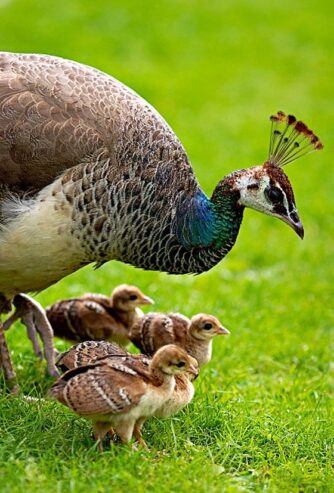 peacock chicks for sale