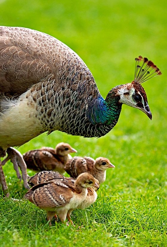 peacock chicks for sale