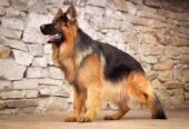 German sheperd ped for stud service