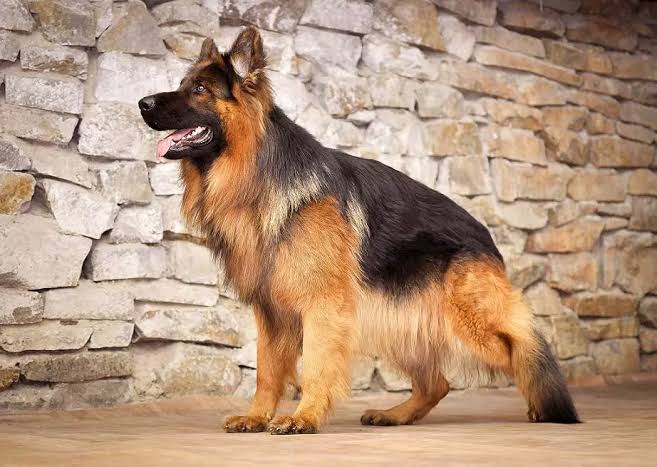 German sheperd ped for stud service