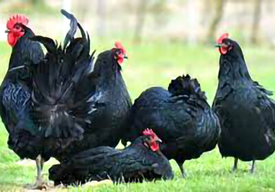 Australorp-farming-in-pakistan-1