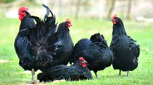 australop hen required