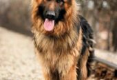 German sheperd ped for stud service